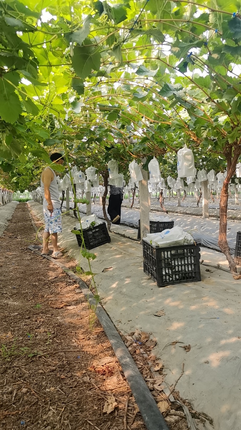 新开园的阳光玫瑰四川基地直供质量保证量大优惠欢迎订购