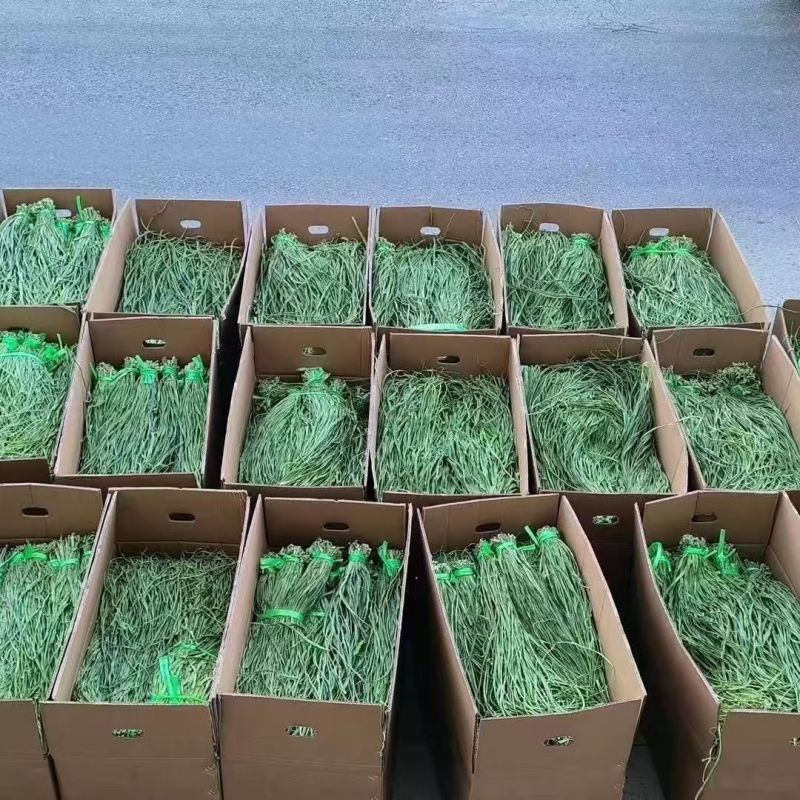 精选***当季新菜整箱贡菜干适用火锅贡菜贡菜商用批发