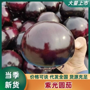 紫光圆茄大量有货量大从优保质保量可对接商超市场欢迎咨询