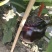 紫光圆茄大量有货量大从优保质保量可对接商超市场欢迎咨询