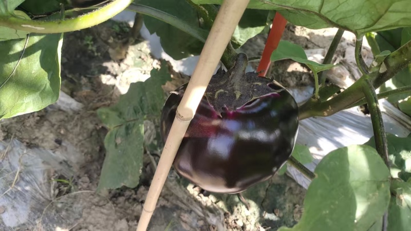 紫光圆茄大量有货量大从优保质保量可对接商超市场欢迎咨询