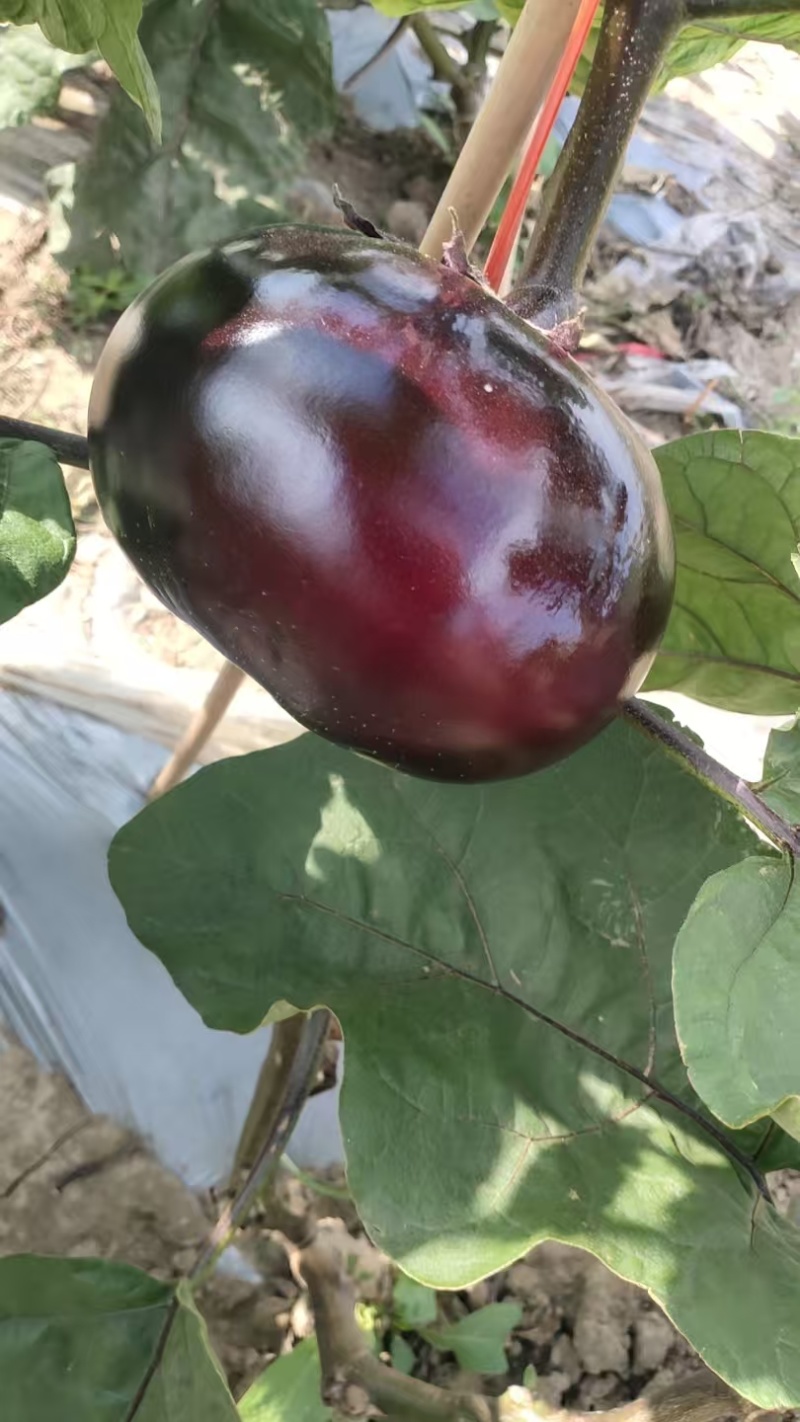 紫光圆茄大量有货量大从优保质保量可对接商超市场欢迎咨询