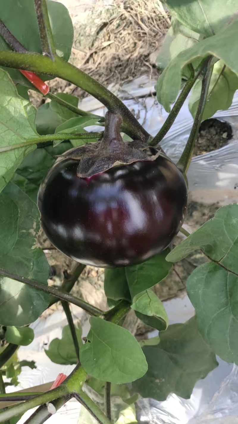 紫光圆茄大量有货量大从优保质保量可对接商超市场欢迎咨询