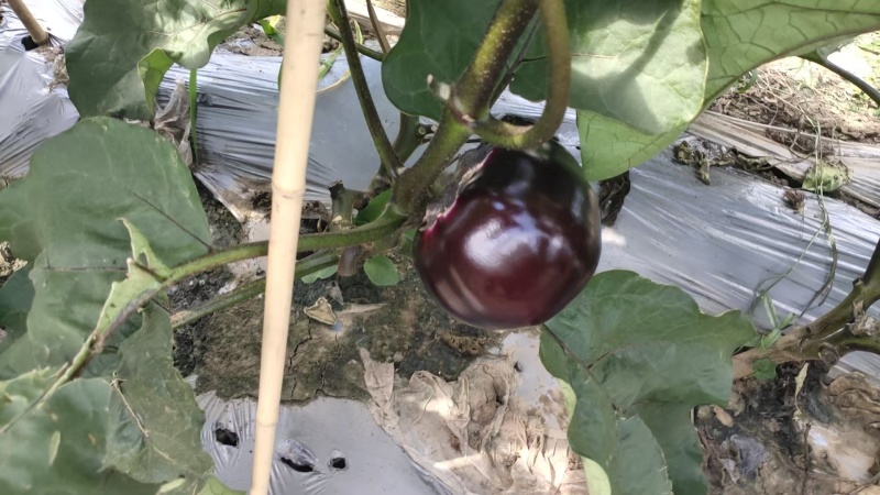 紫光圆茄大量有货量大从优保质保量可对接商超市场欢迎咨询