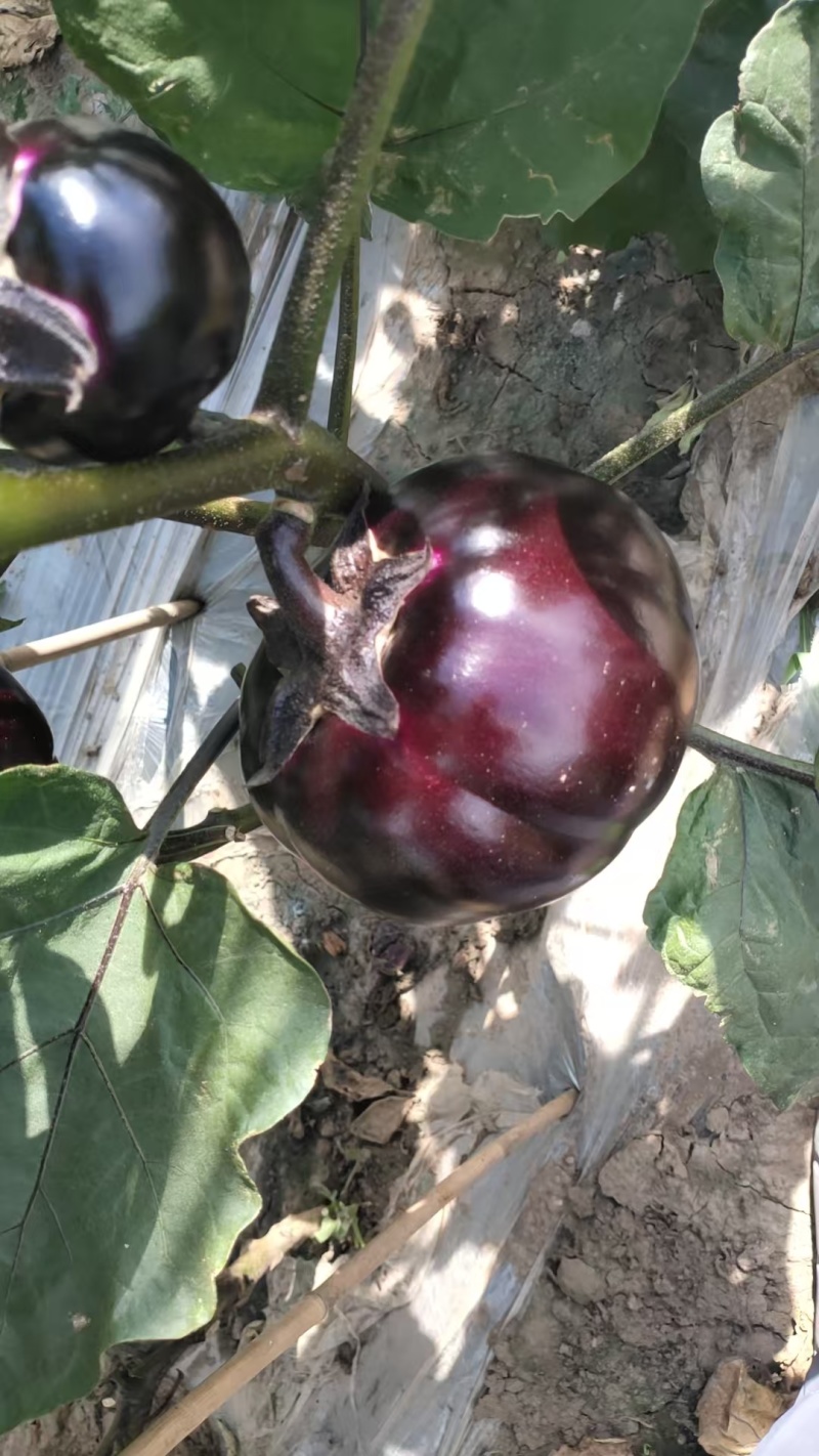 紫光圆茄大量有货量大从优保质保量可对接商超市场欢迎咨询