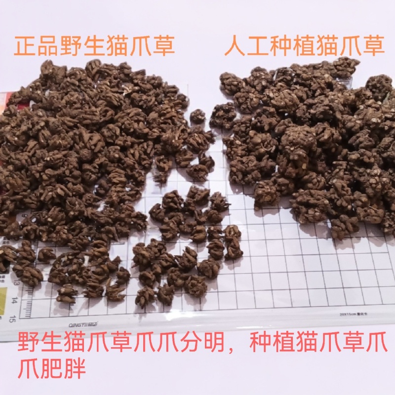 野生猫爪草，精细挑选，欢迎选购