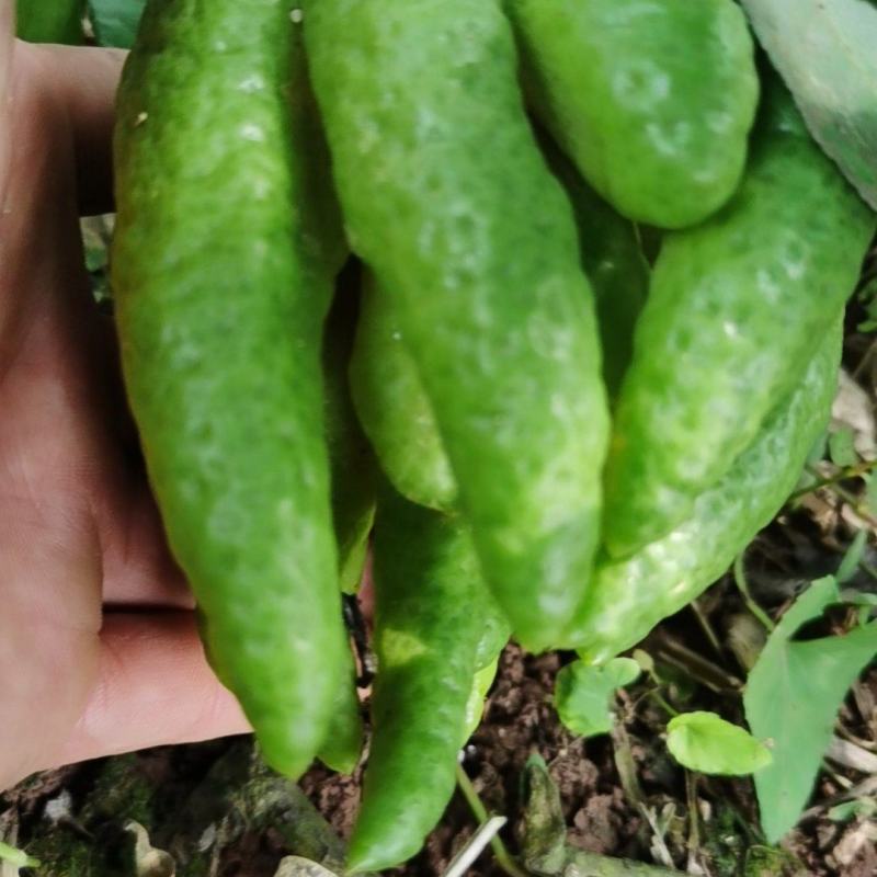 佛手柑观赏果，产地一手货源量大价优，欢迎新老客户前来合作