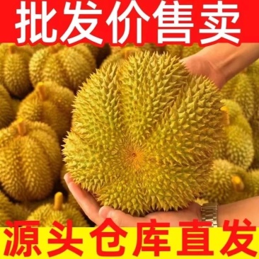 泰国金枕榴莲一件代发拼多多，抖音，京东，小红书一件代发