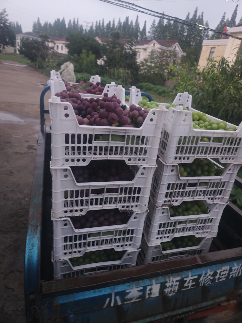 葡萄批发