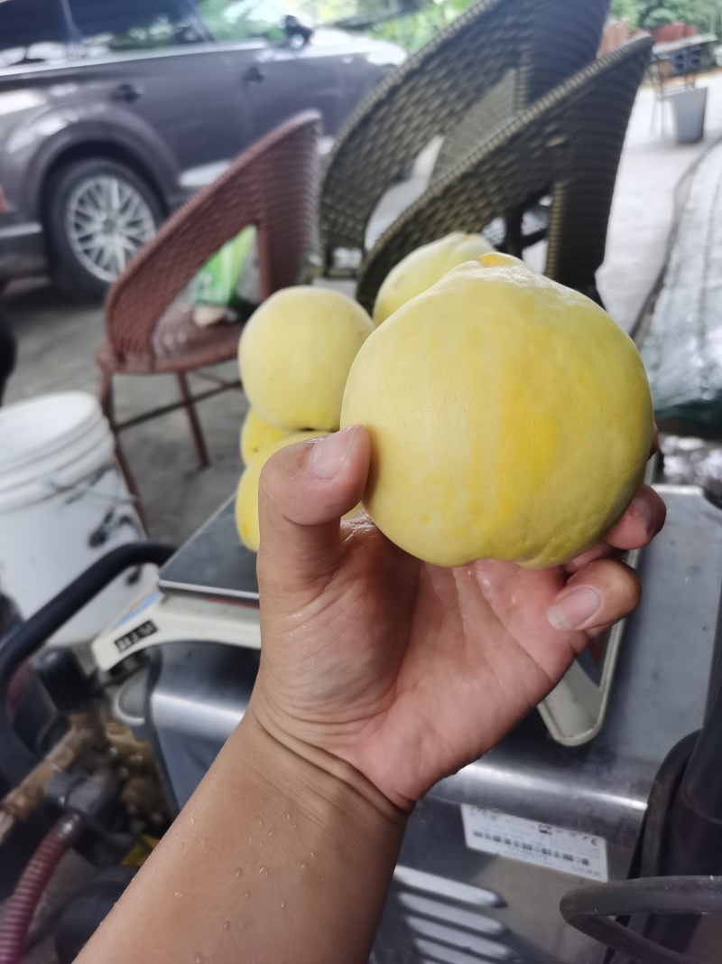黄金蜜黄桃黄金蜜三号黄金蜜四号黄金蜜一号二号产地直采有量