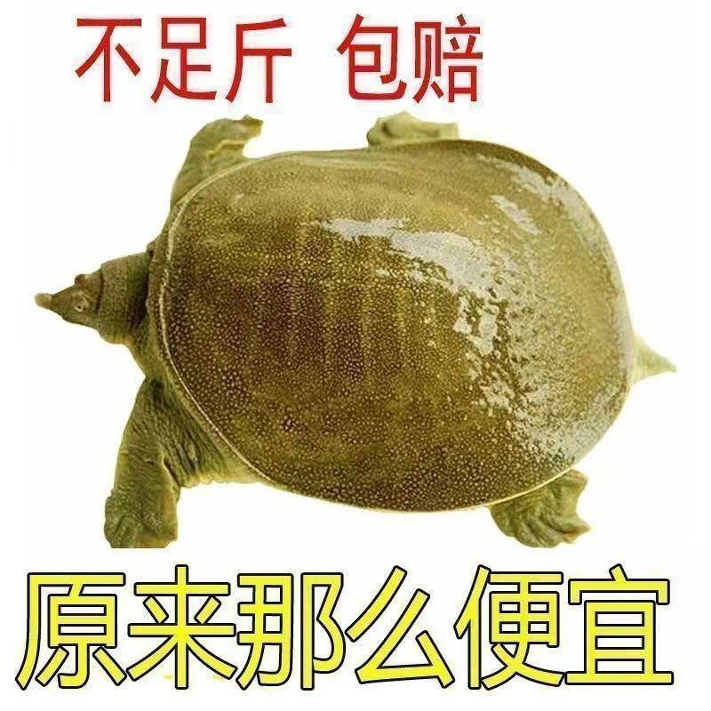 山泉水养殖，5年老鳖，