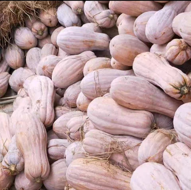 蜜本南瓜产地一手货源支持视频看货保质保量欢迎订购