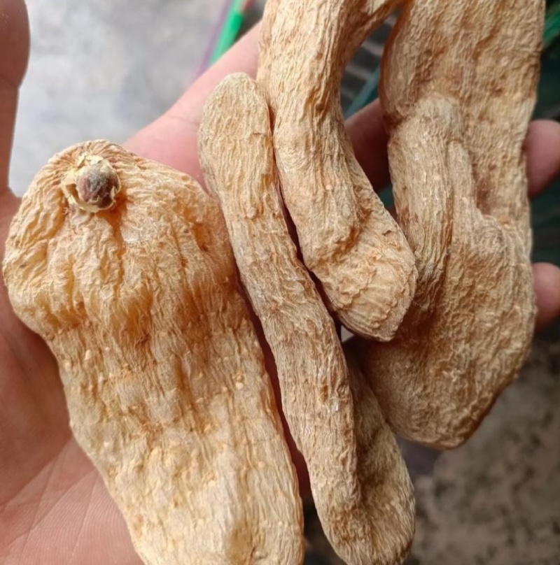 中药饮片天麻个天麻片欢迎各位老板咨询订购