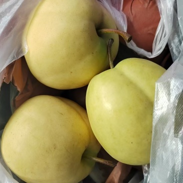 黄金梨