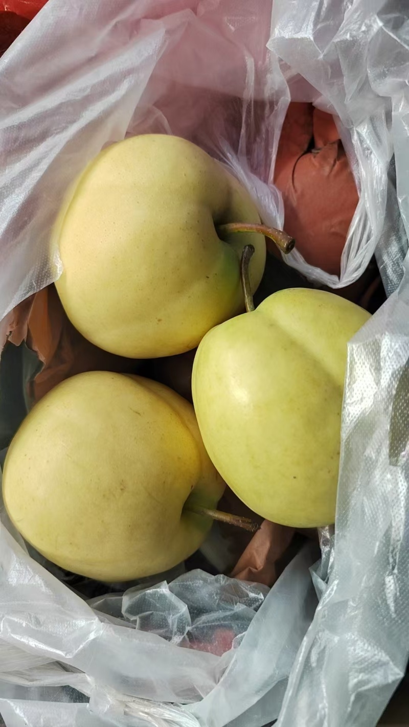 黄金梨