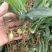高杆不倒苗黄精苗，湖北恩施一手货源，农家自种，多年生