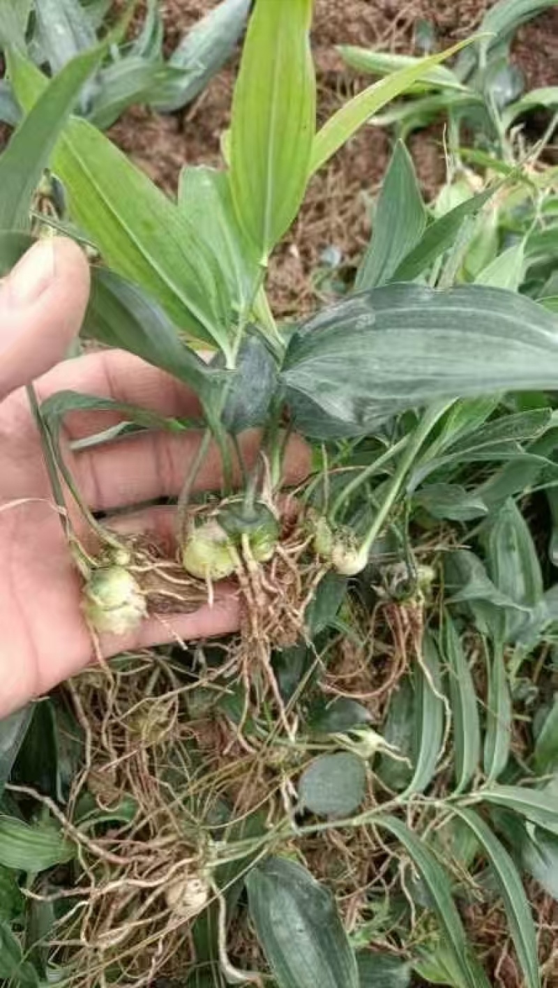 高杆不倒苗黄精苗，湖北恩施一手货源，农家自种，多年生
