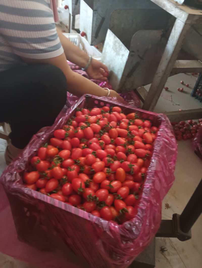 圣女果