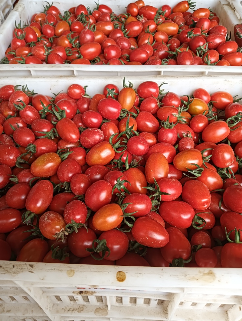 圣女果