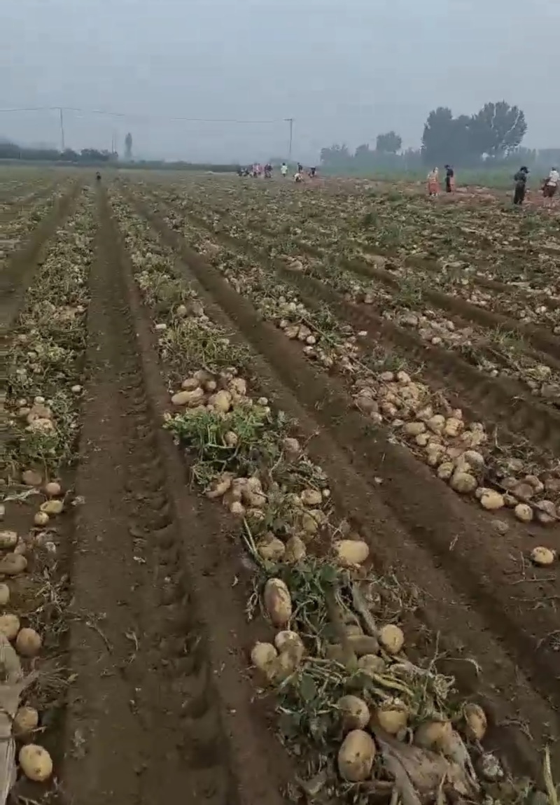 内蒙土豆沃土五号土豆大量上市产地直发全国欢迎来电商谈