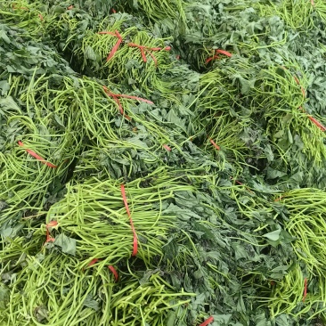 西瓜红蜜薯苗，一代脱毒苗
