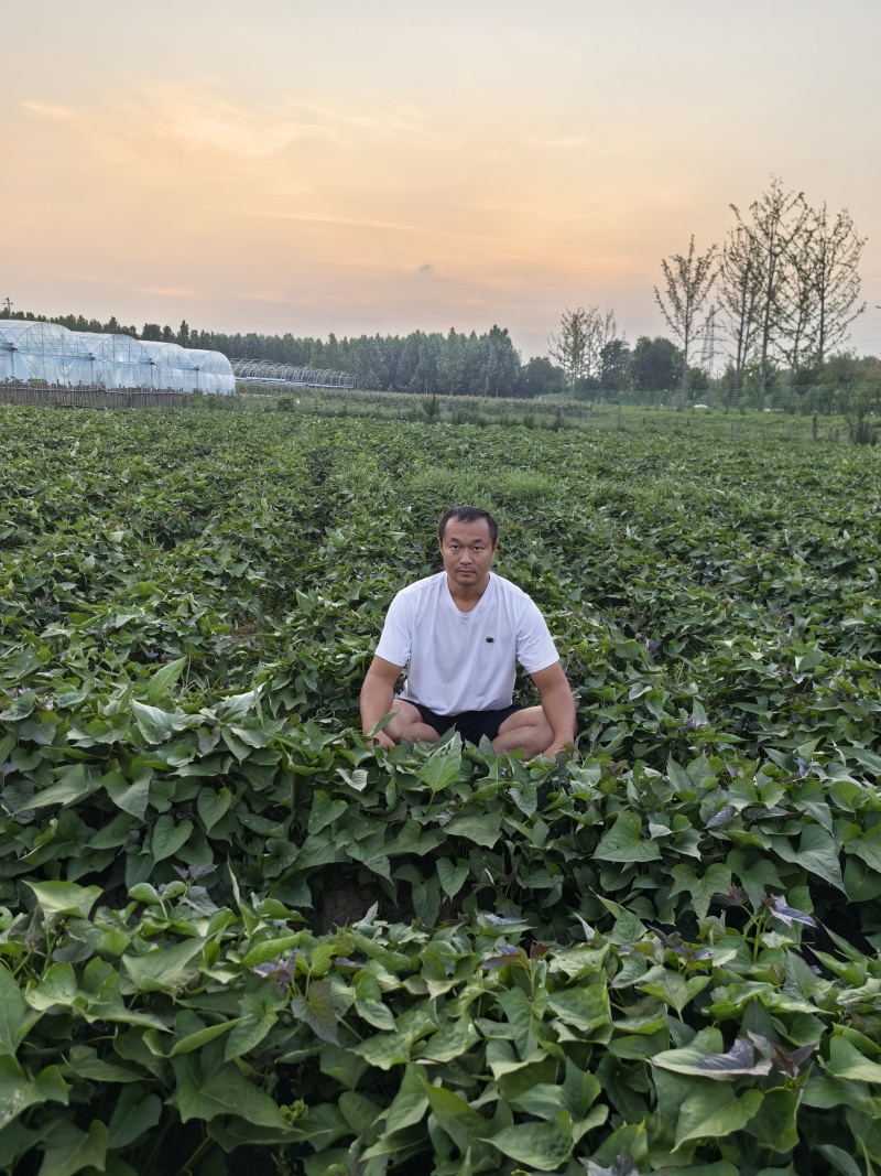 西瓜红蜜薯苗，一代脱毒苗
