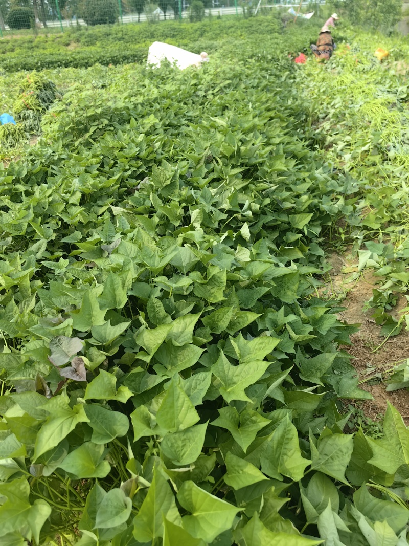 西瓜红蜜薯苗，一代脱毒苗