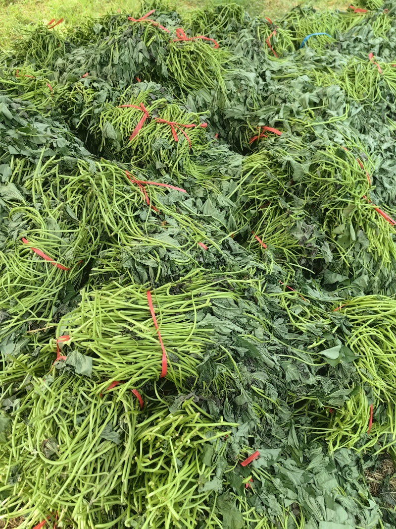 西瓜红蜜薯苗，一代脱毒苗