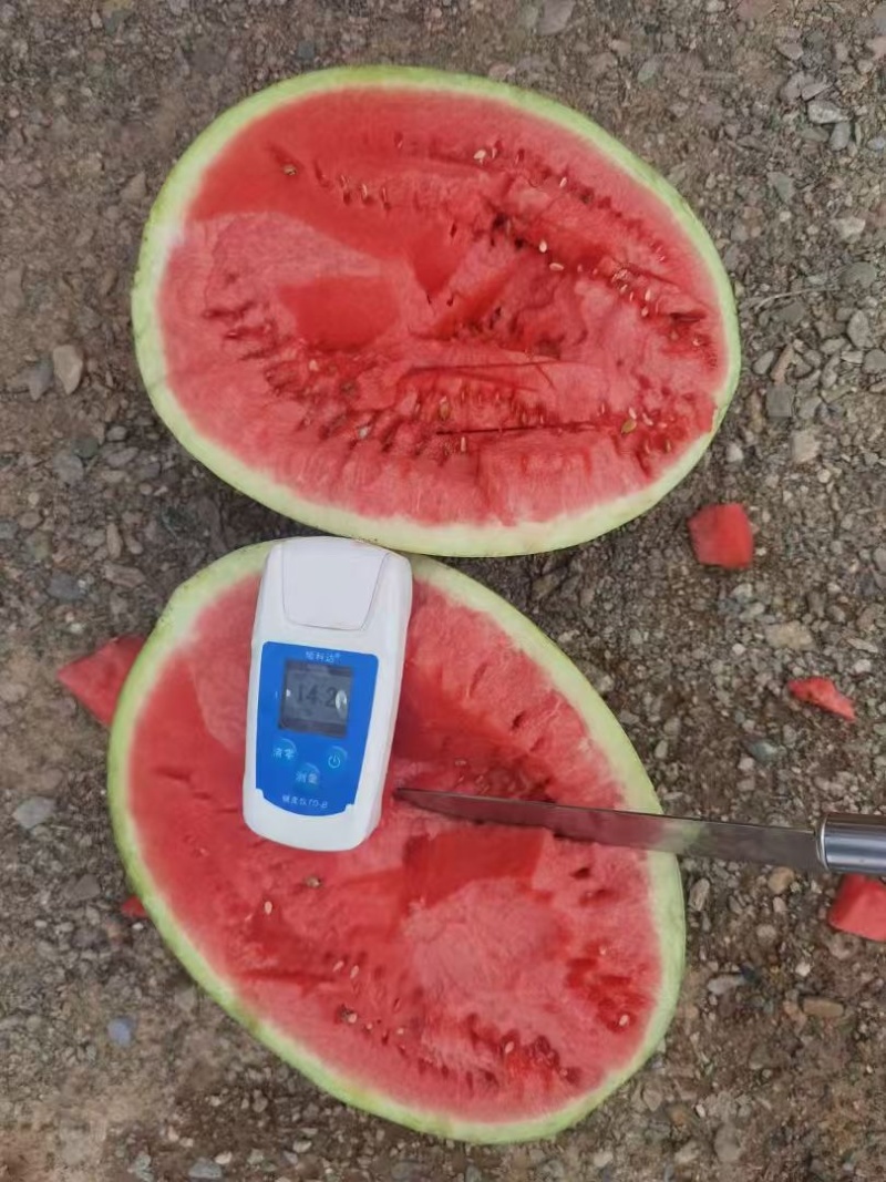 宁夏硒砂瓜保熟保甜，量大质优，甜度高，个头大