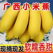 广西小米蕉一件代发当季新鲜水果酸甜整箱苹果蕉
