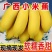 广西小米蕉一件代发当季新鲜水果酸甜整箱苹果蕉