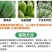 广西小米蕉一件代发当季新鲜水果酸甜整箱苹果蕉