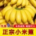 广西小米蕉一件代发当季新鲜水果酸甜整箱苹果蕉
