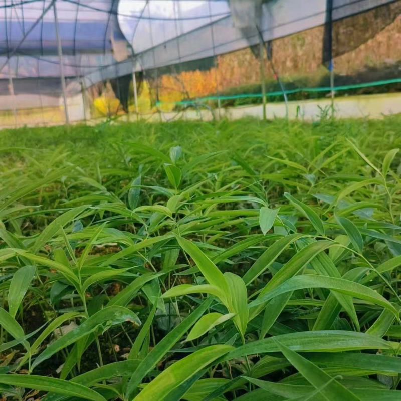 两年黄精苗，新鲜先挖，量大从优，欢迎来电。