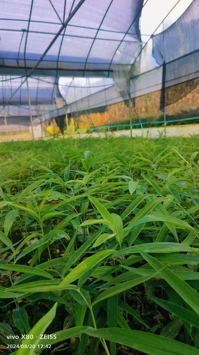 两年黄精苗，新鲜先挖，量大从优，欢迎来电。
