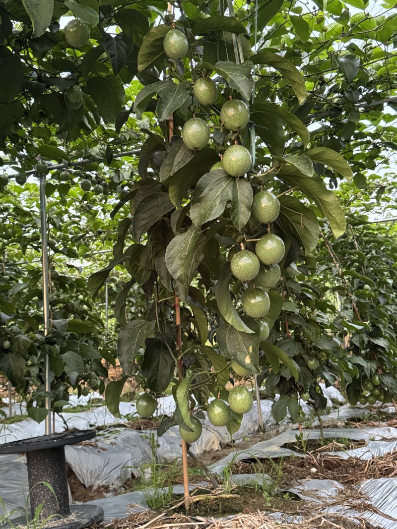 钦蜜9号百香果