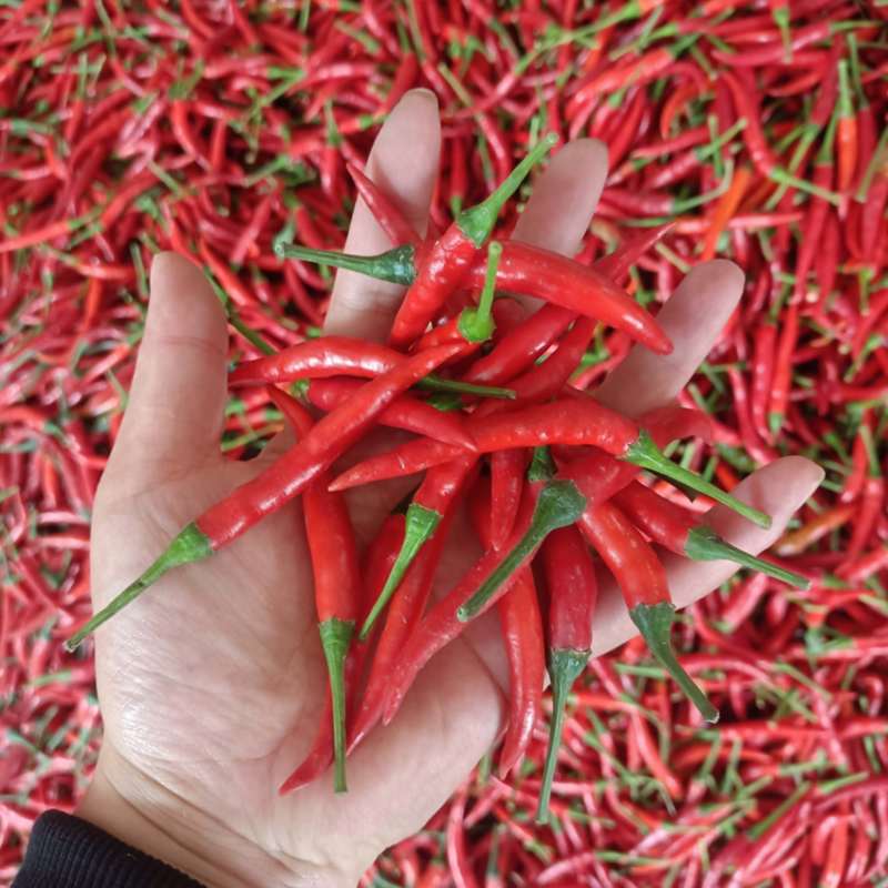 米椒，小米椒，天香小米椒，批发米椒，全国可接单，货源充足