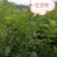 精品红豆树（又叫鄂西红豆、花梨木、何氏红豆、江阴红豆）