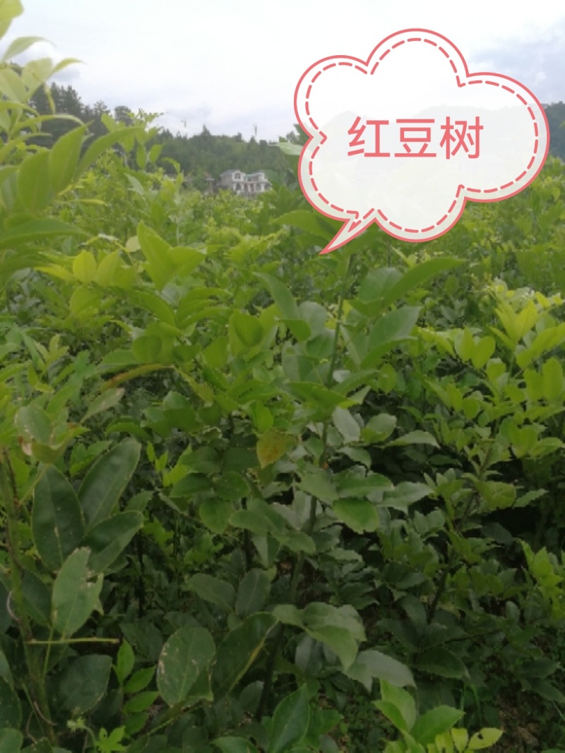 精品红豆树（又叫鄂西红豆、花梨木、何氏红豆、江阴红豆）