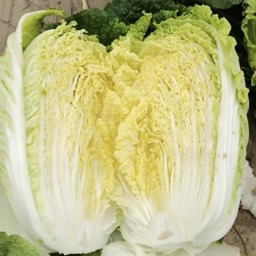 白菜黄心白菜内蒙白菜基地直供可视频看货欢迎来电