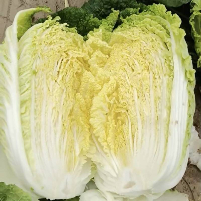 白菜黄心白菜内蒙白菜基地直供可视频看货欢迎来电