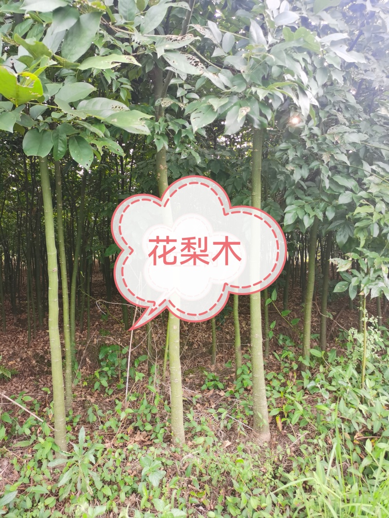 精品红豆树（又叫鄂西红豆、花梨木、何氏红豆、江阴红豆）
