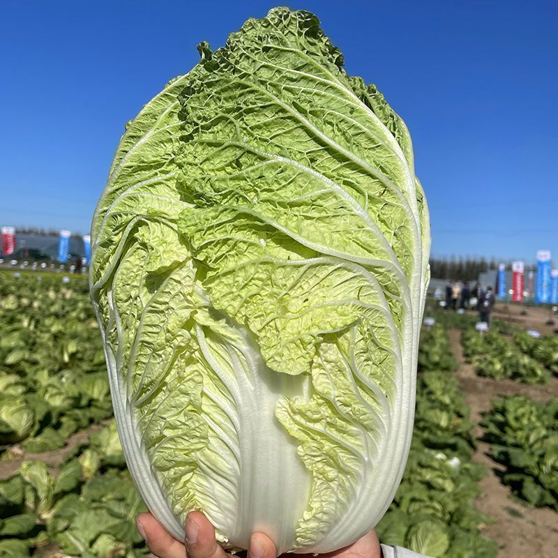 白菜黄心白菜内蒙白菜基地直供可视频看货欢迎来电
