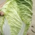 白菜黄心白菜内蒙白菜基地直供可视频看货欢迎来电