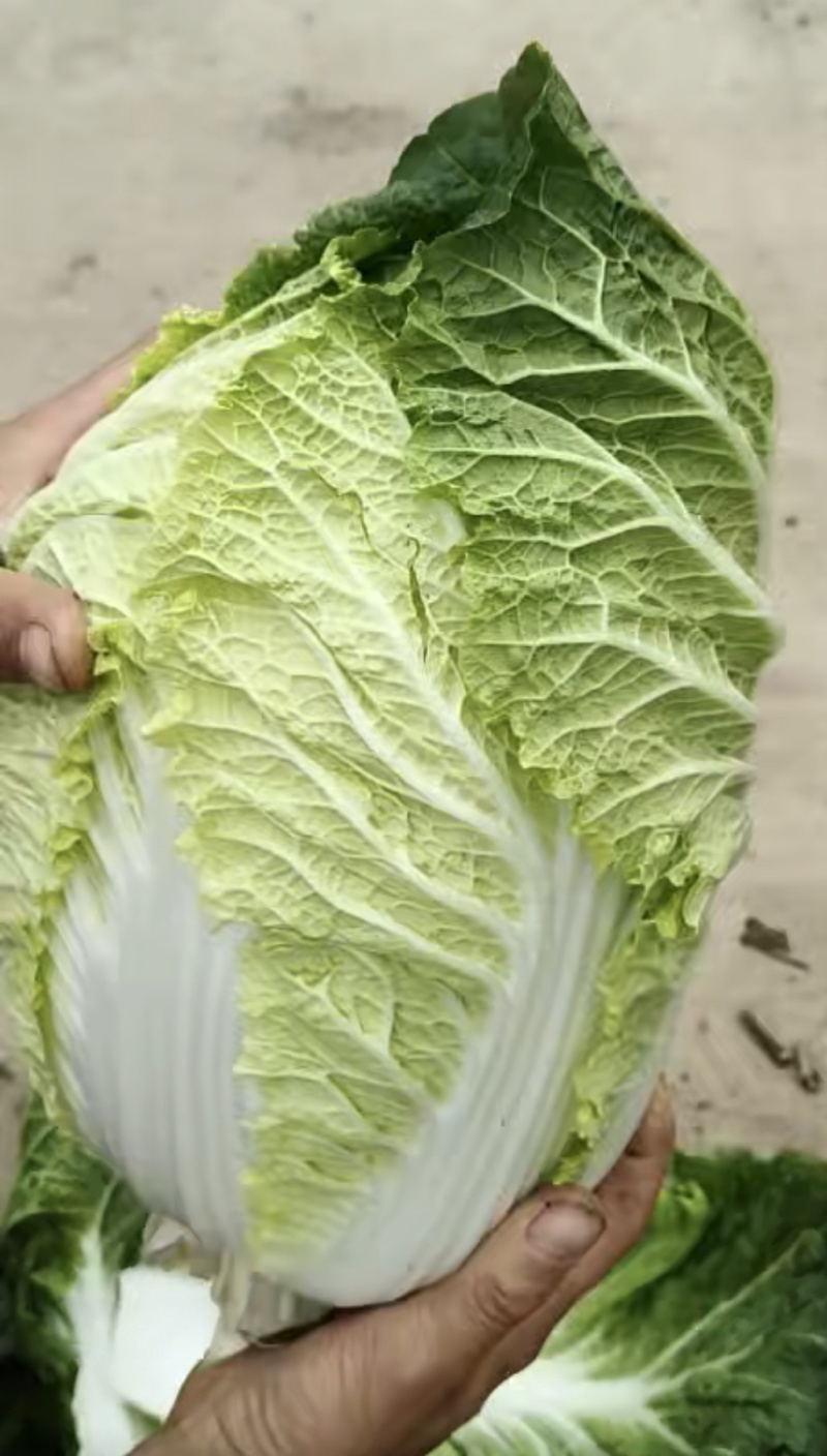 白菜黄心白菜内蒙白菜基地直供可视频看货欢迎来电