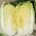 白菜黄心白菜内蒙白菜基地直供可视频看货欢迎来电