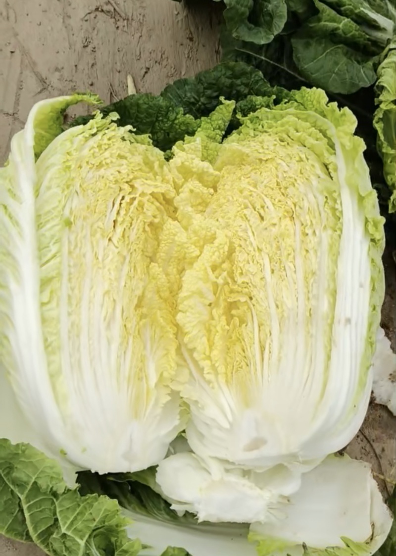 白菜黄心白菜内蒙白菜基地直供可视频看货欢迎来电