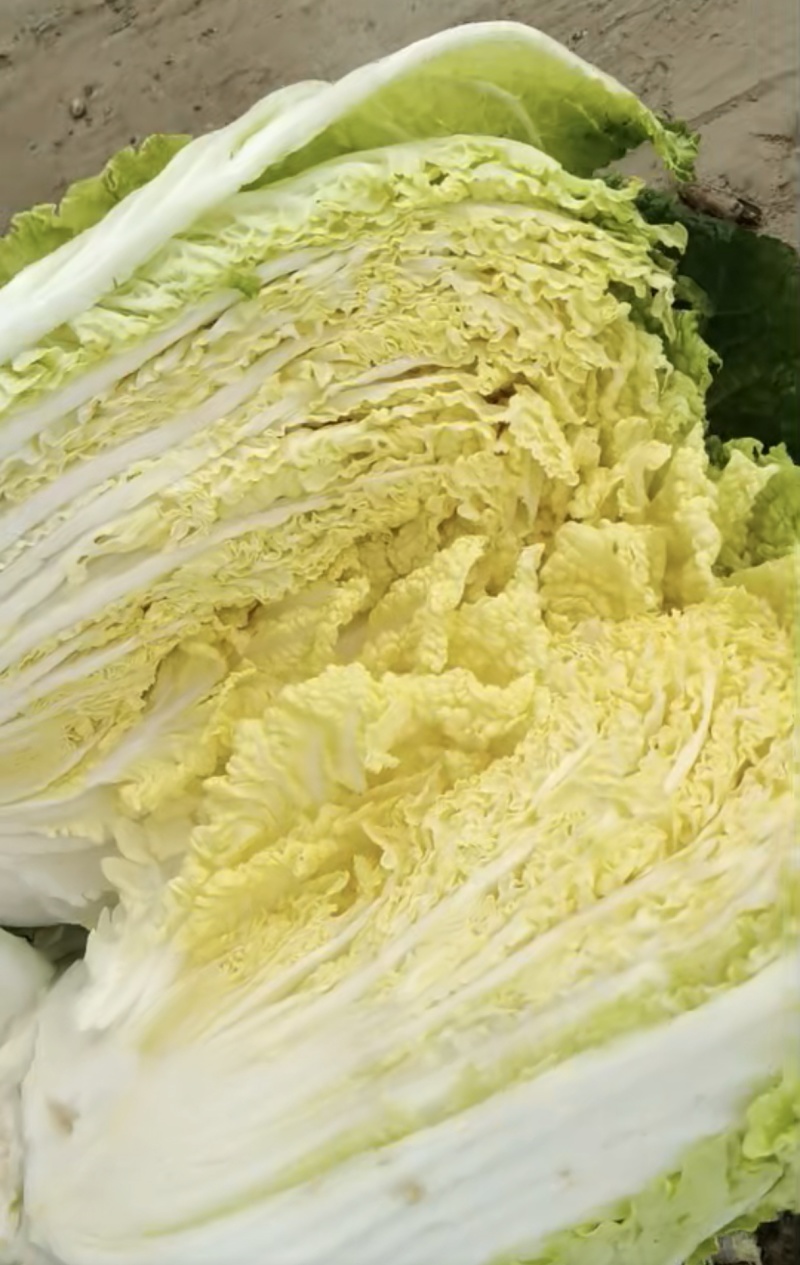 白菜黄心白菜内蒙白菜基地直供可视频看货欢迎来电