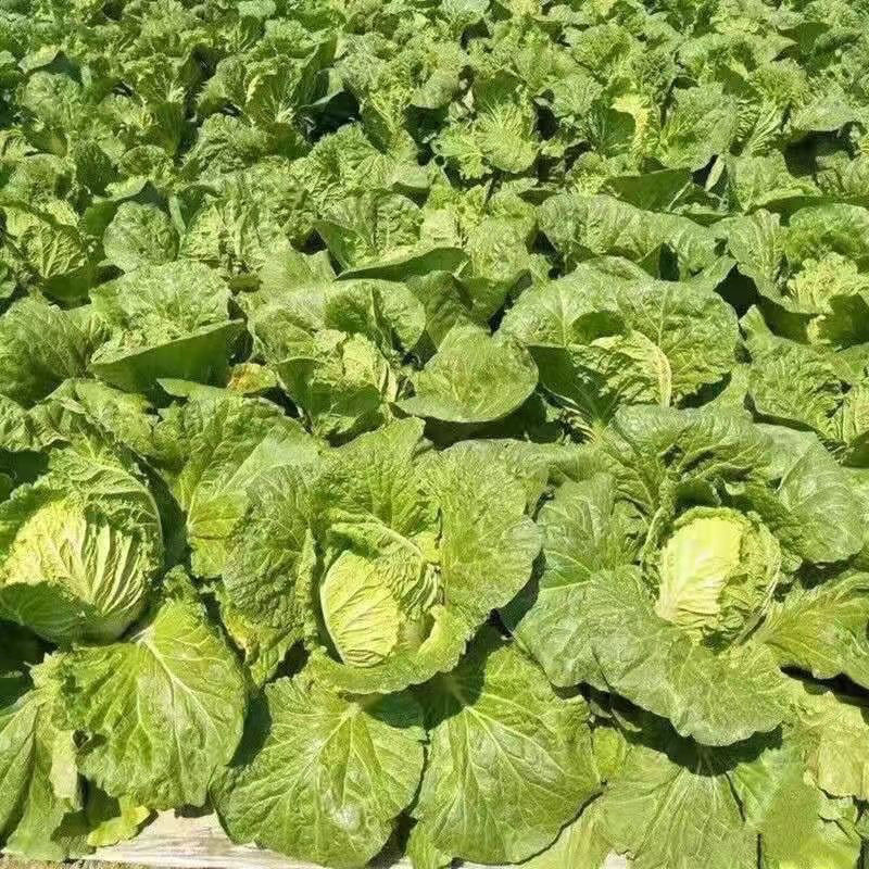 白菜黄心白菜内蒙白菜基地直供可视频看货欢迎来电