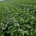白菜黄心白菜内蒙白菜基地直供可视频看货欢迎来电